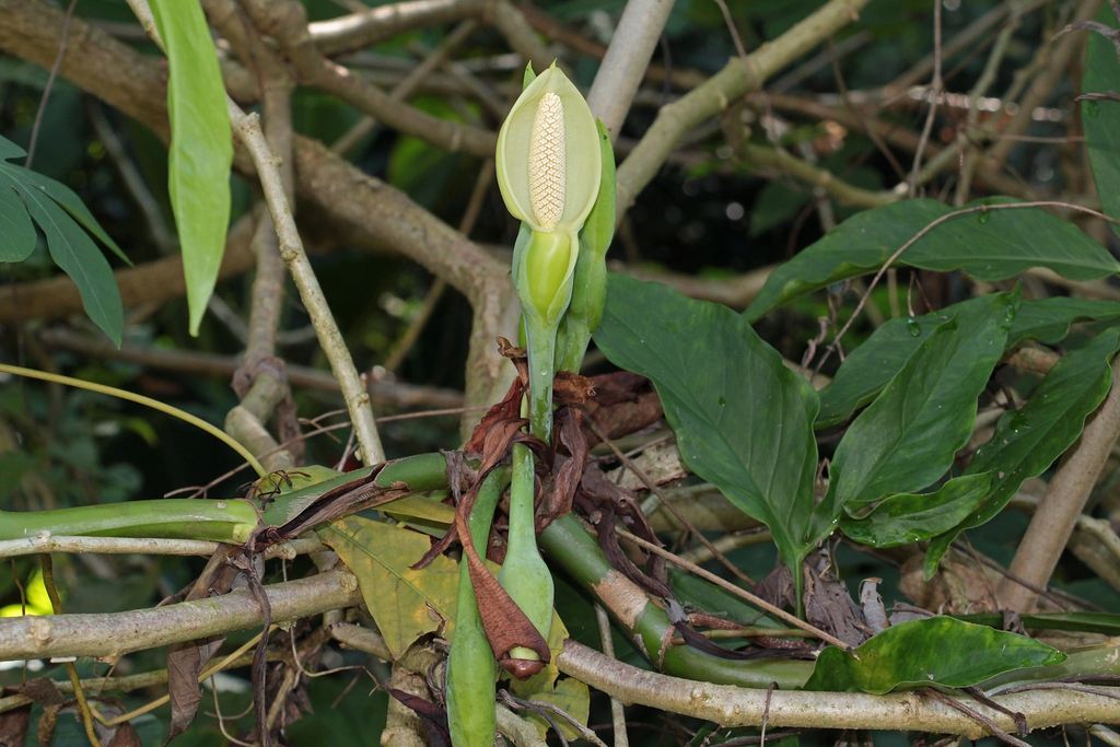 Syngonium podophyllum