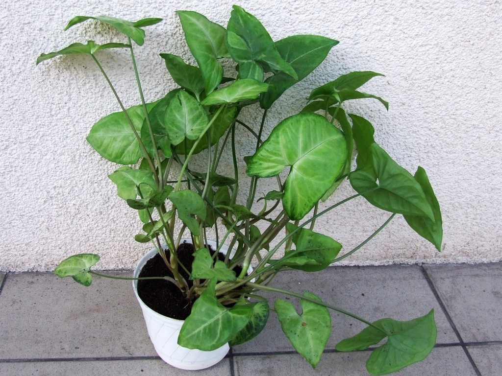 Syngonium podophyllum