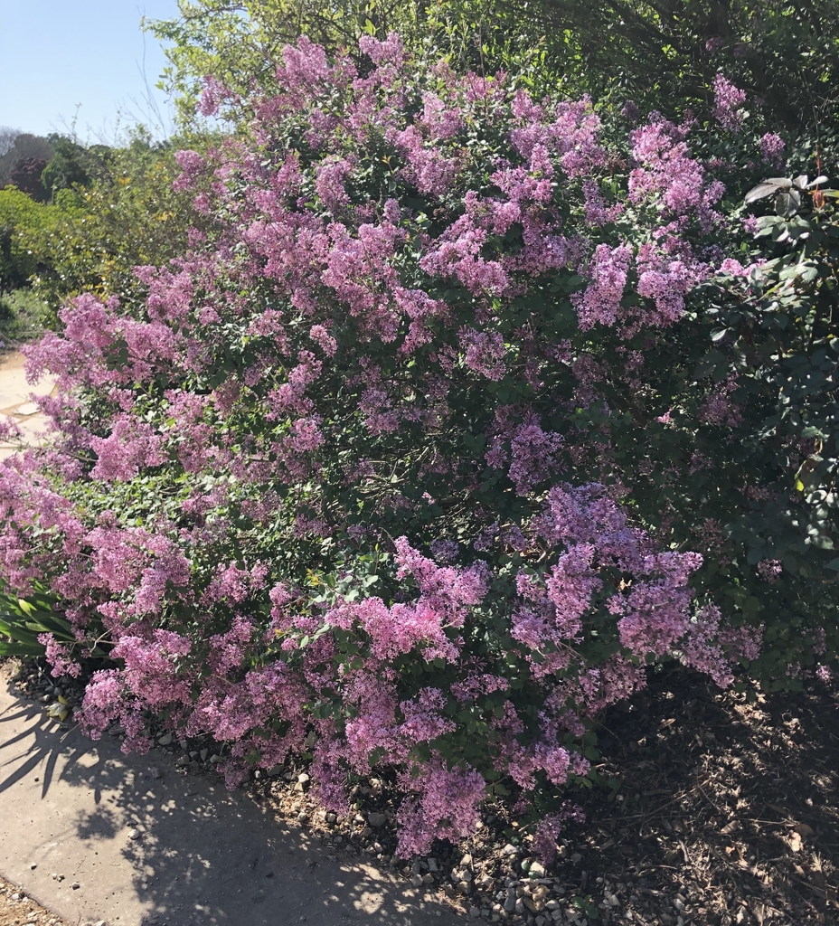 large lilac shrub with purple flowers