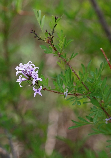 Flowers and stem