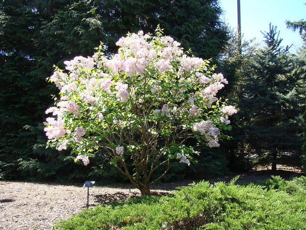 Syringa oblata Growth habit
