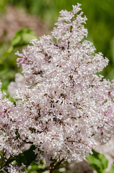 Syringa patula