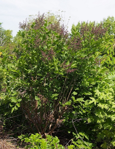 Syringa patula