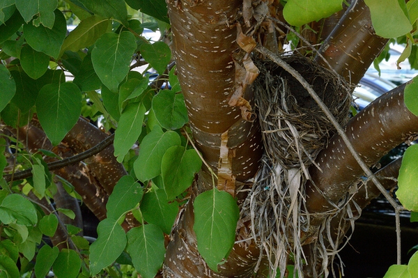 Syringa pekinensis