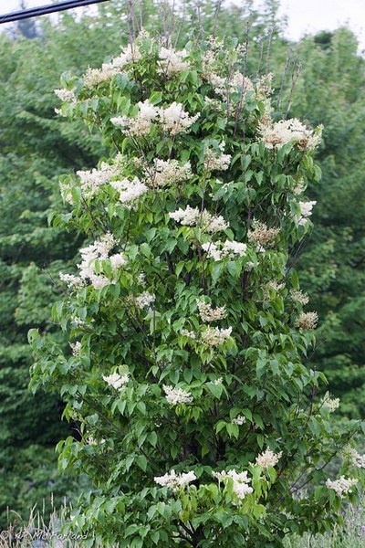 Large shrub with panicles of white flowers.