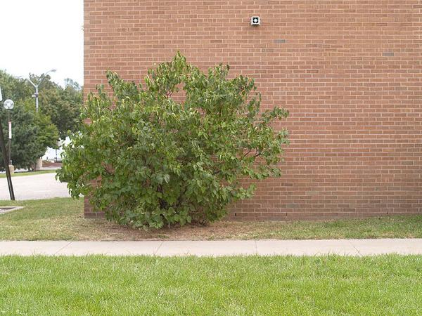 Syringa vulgaris