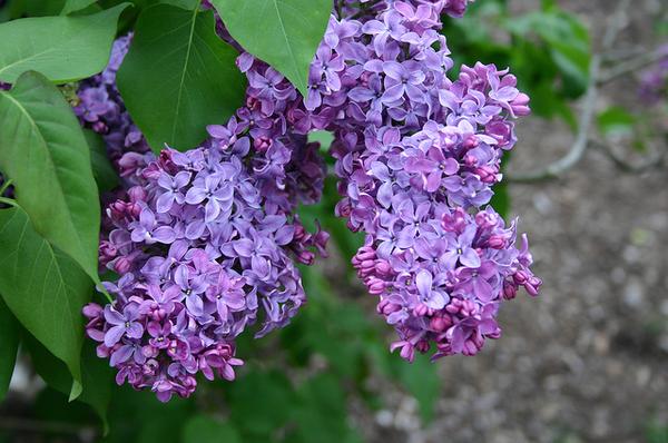 Syringa vulgaris 'Congo'