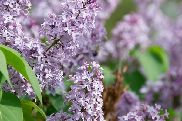 Syringa x persica