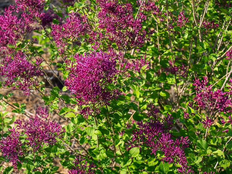 Large lilac shrub with dark purple flowers.