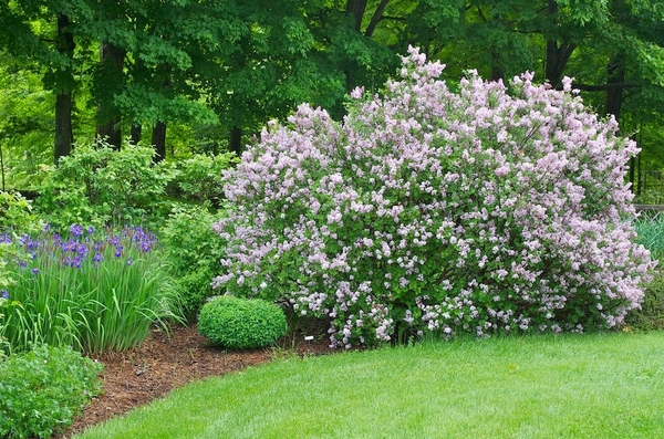 Syringa meyeri