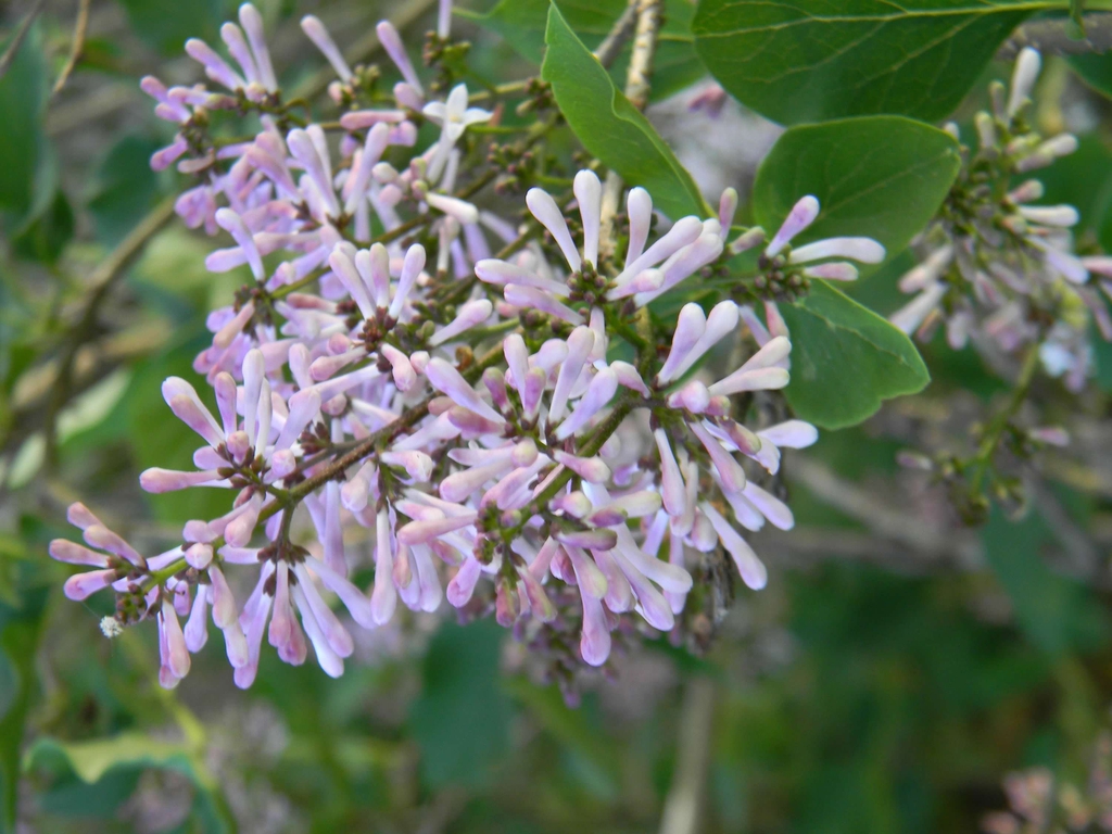 Syringa pubescens subsp. pubescens