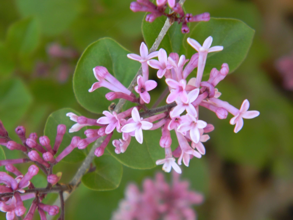 Syringa pubescens subsp. pubescens