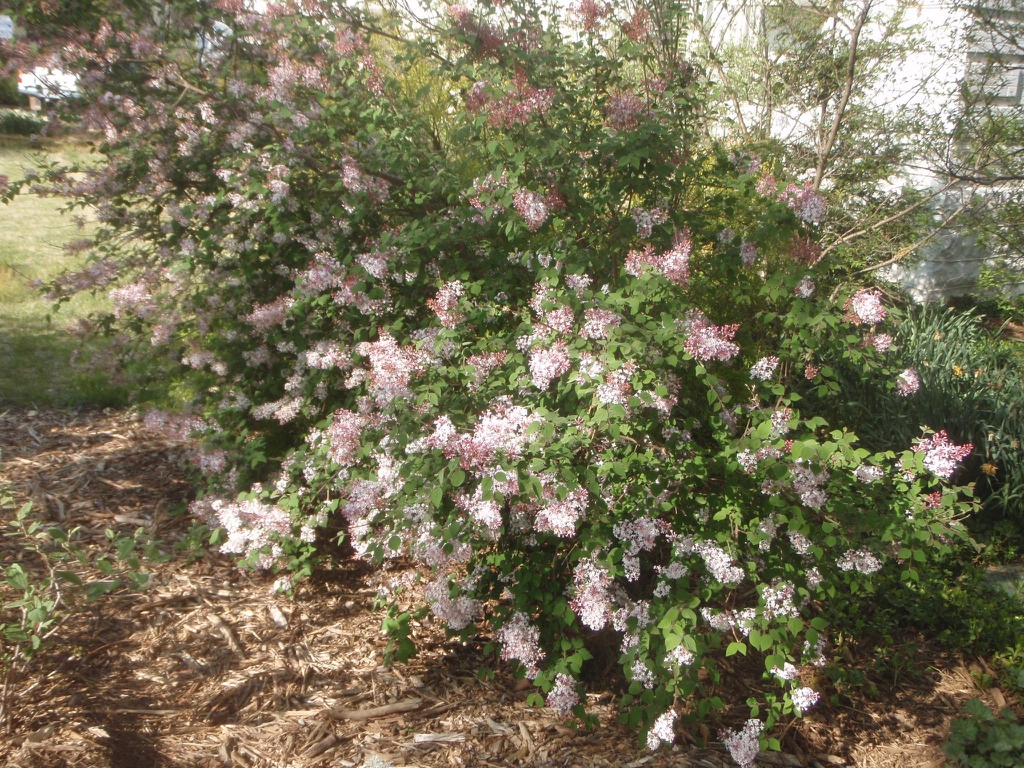 Flower Form