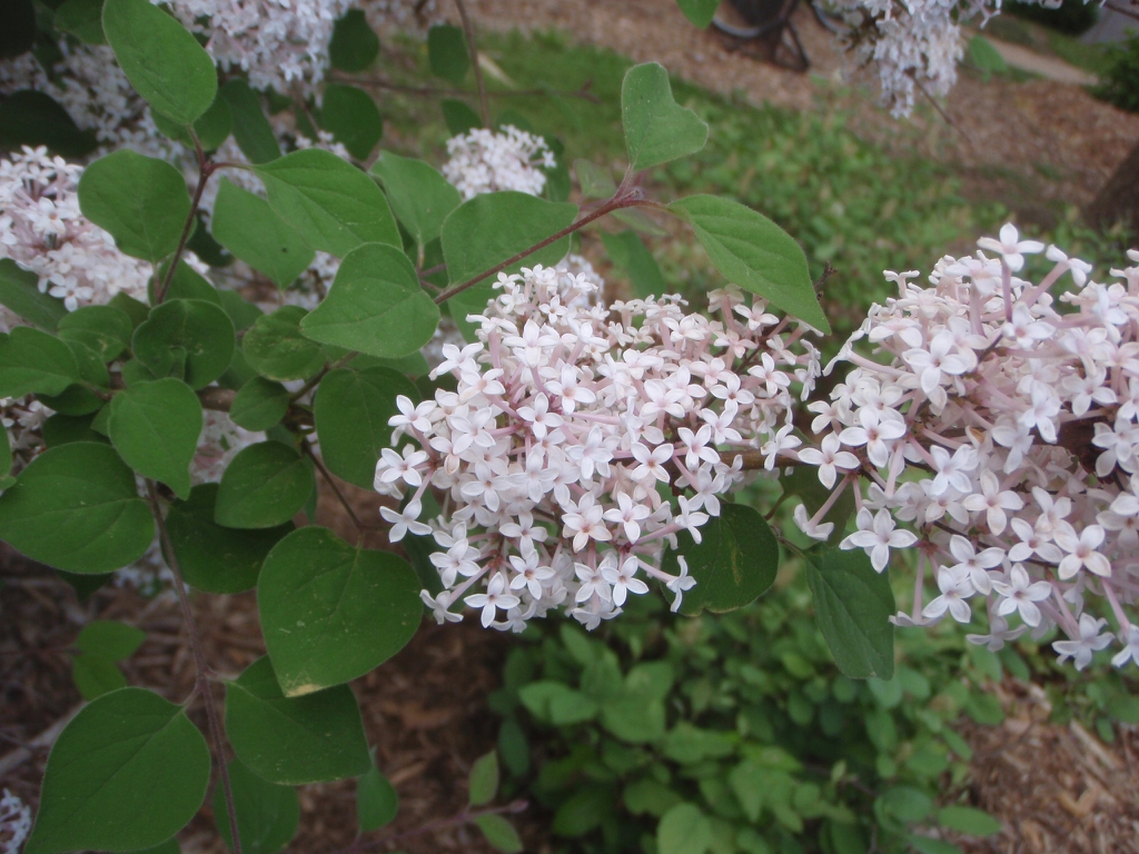 Flower and Leaves Close-up