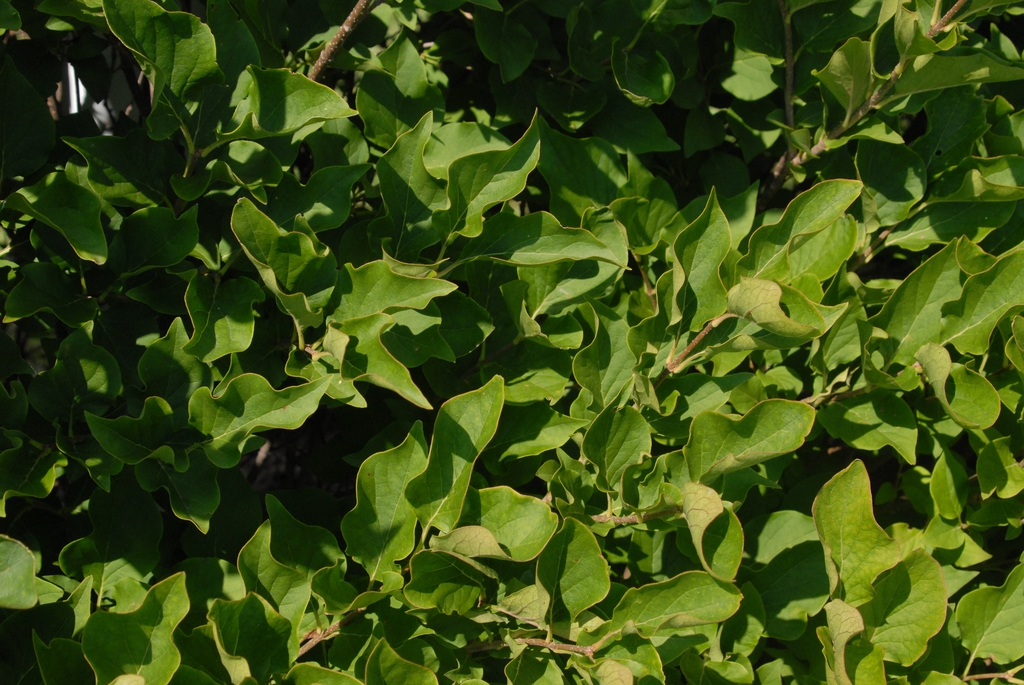 Leaves