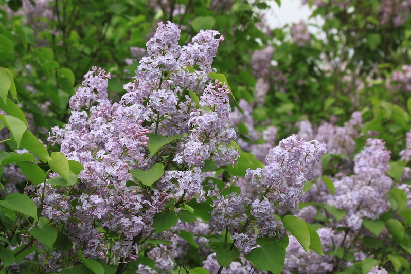 Clusters of lilac flowers.