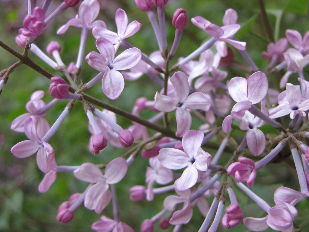 Syringa oblata