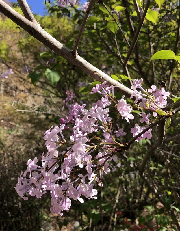 Close-up photo of pinkish purple lilac flowers.