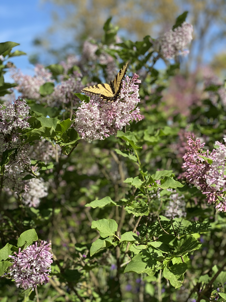 Syringa pubescens subsp. patula