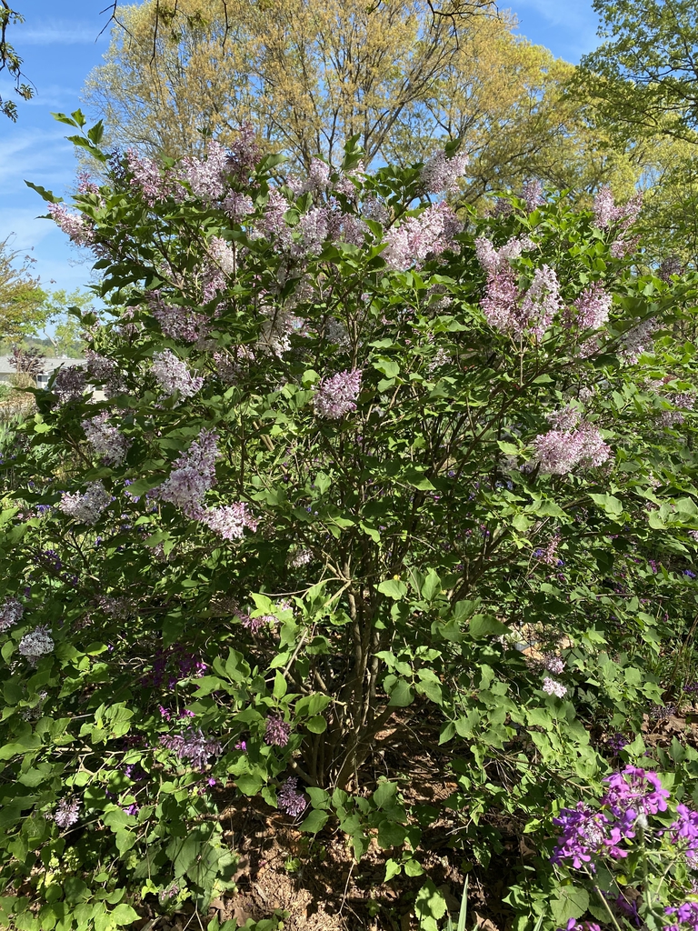 Syringa pubescens subsp. patula