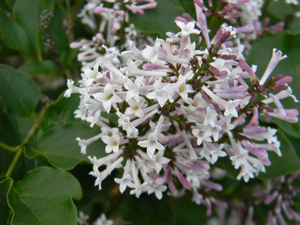 Lilac flowers in clusters.