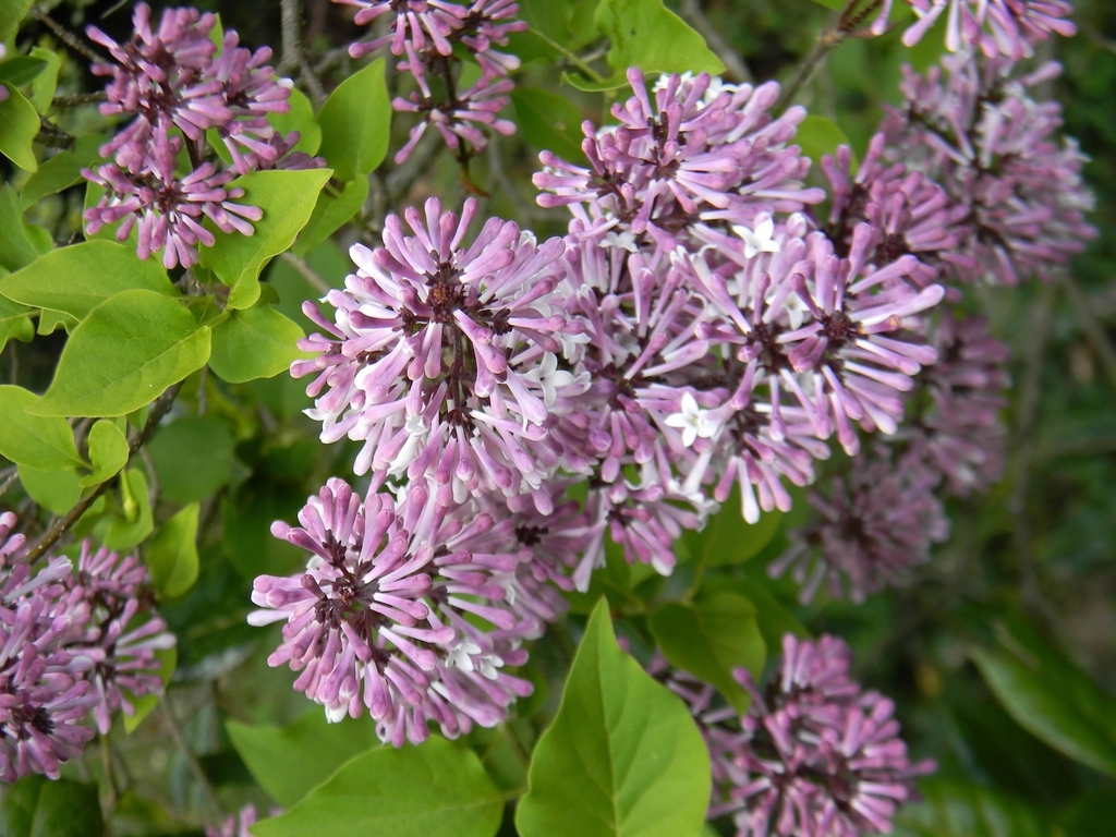 Lilac flowers in clusters.
