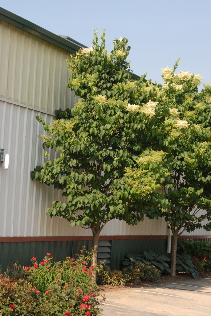Large shrub with panicles of white flowers.