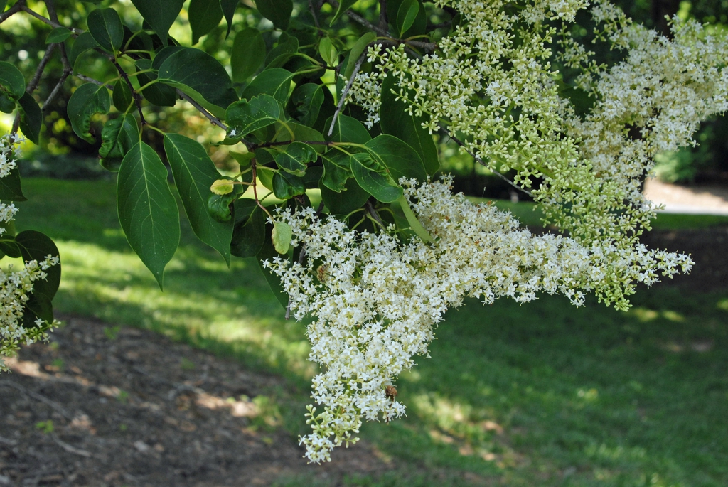 Syringa reticulata