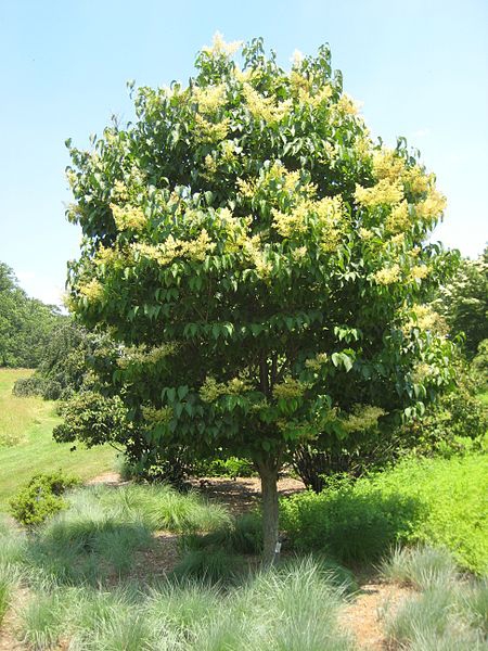 Syringa reticulata form