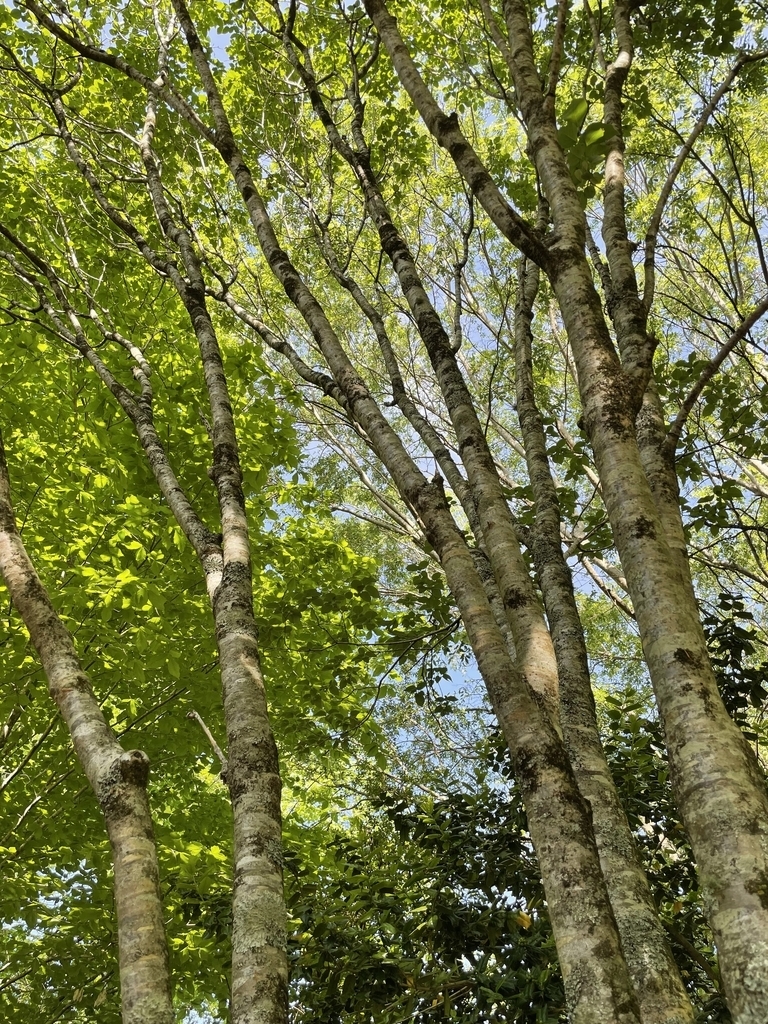 POV looking up into a multi-trunk tree.