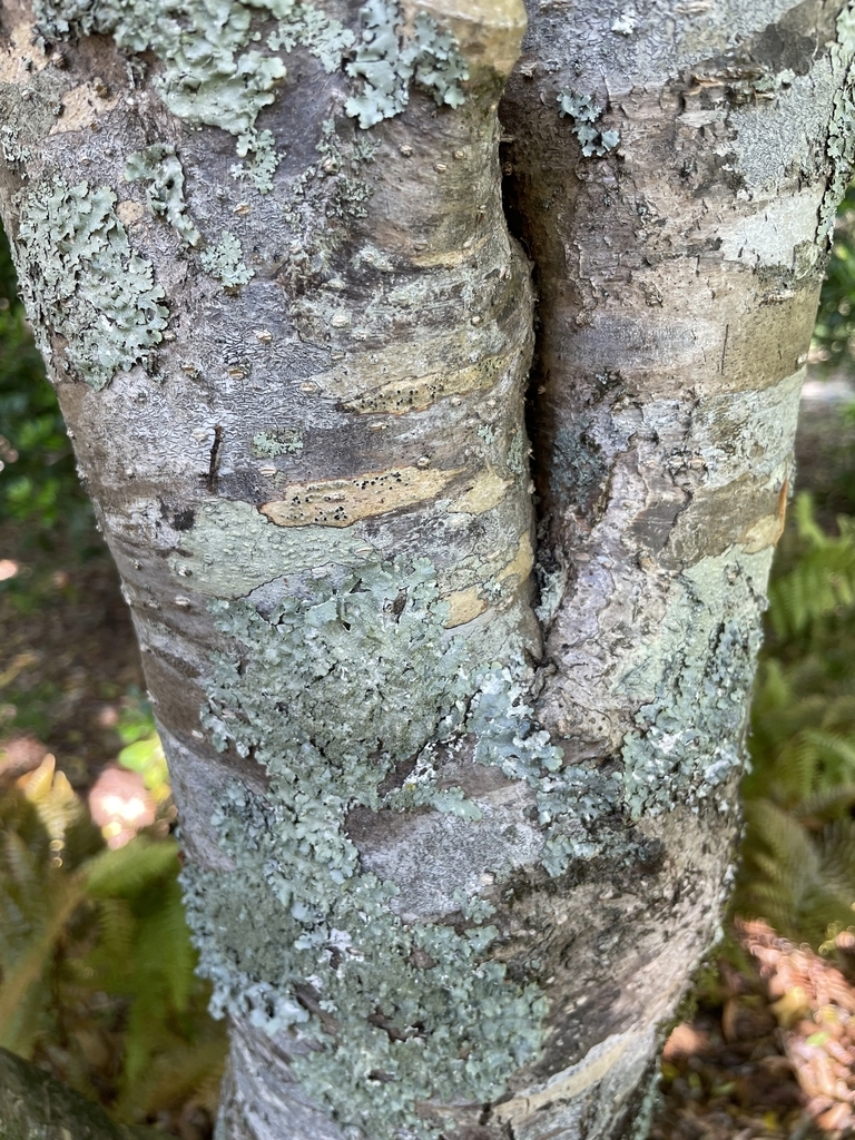 Pale gray smooth bark