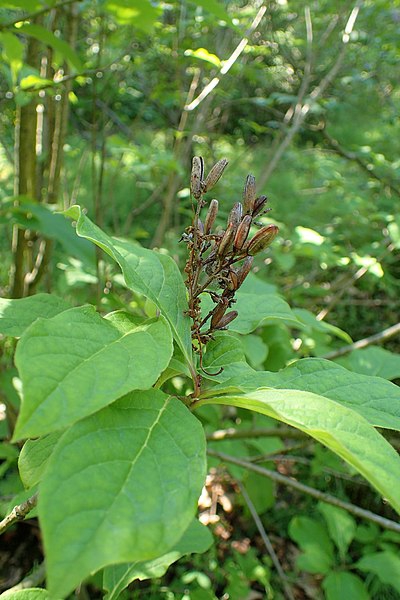 Syringa villosa