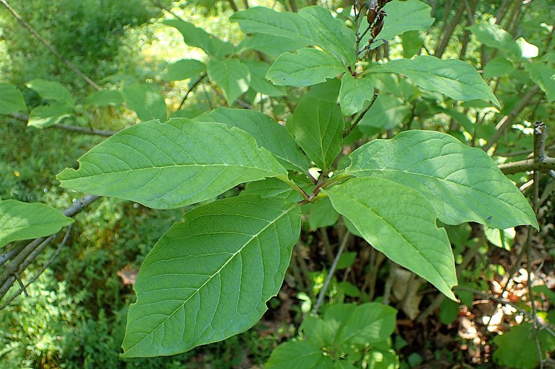 Syringa villosa
