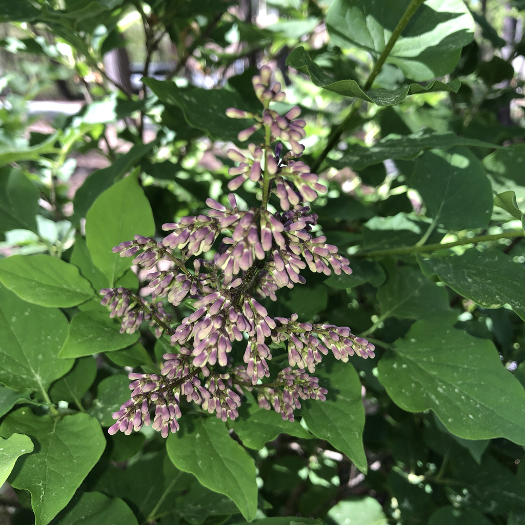 Syringa vulgaris