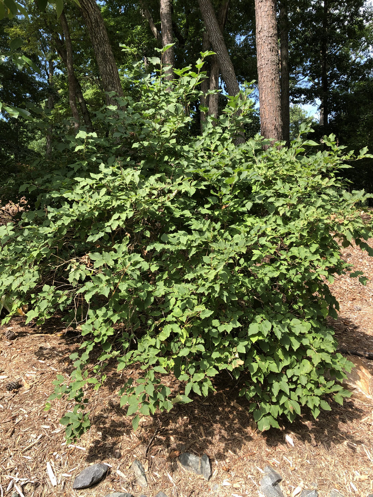 Syringa vulgaris