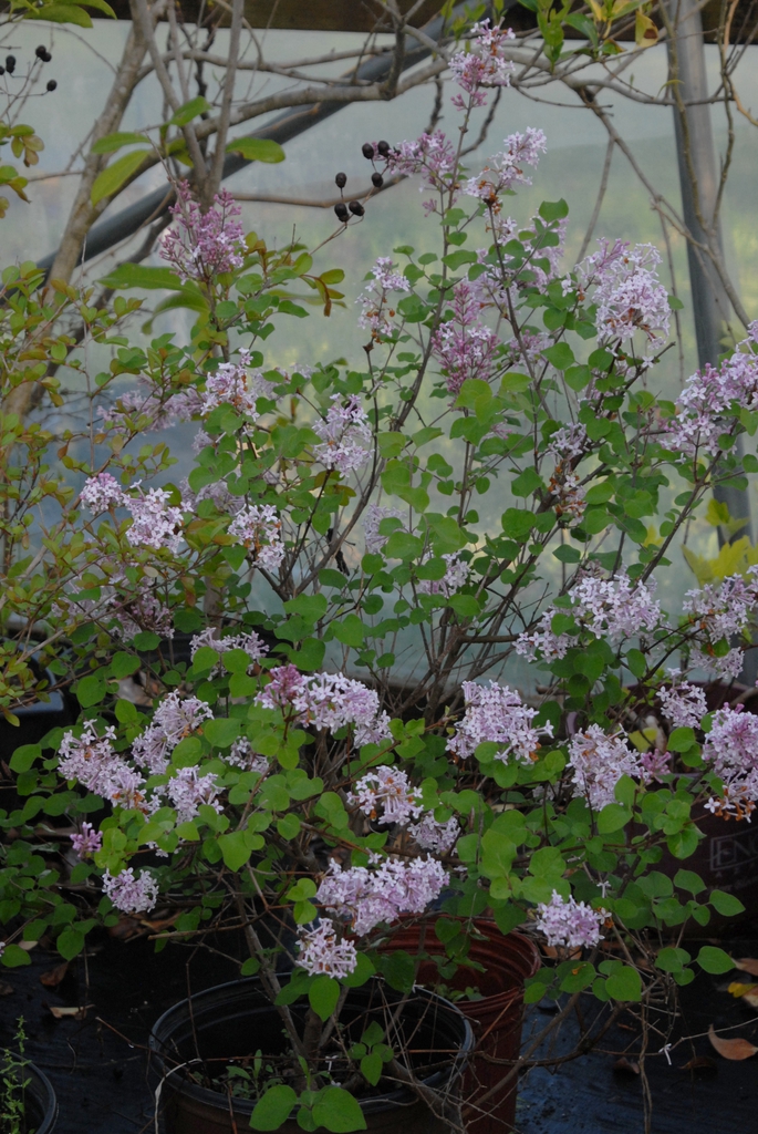Syringa vulgaris