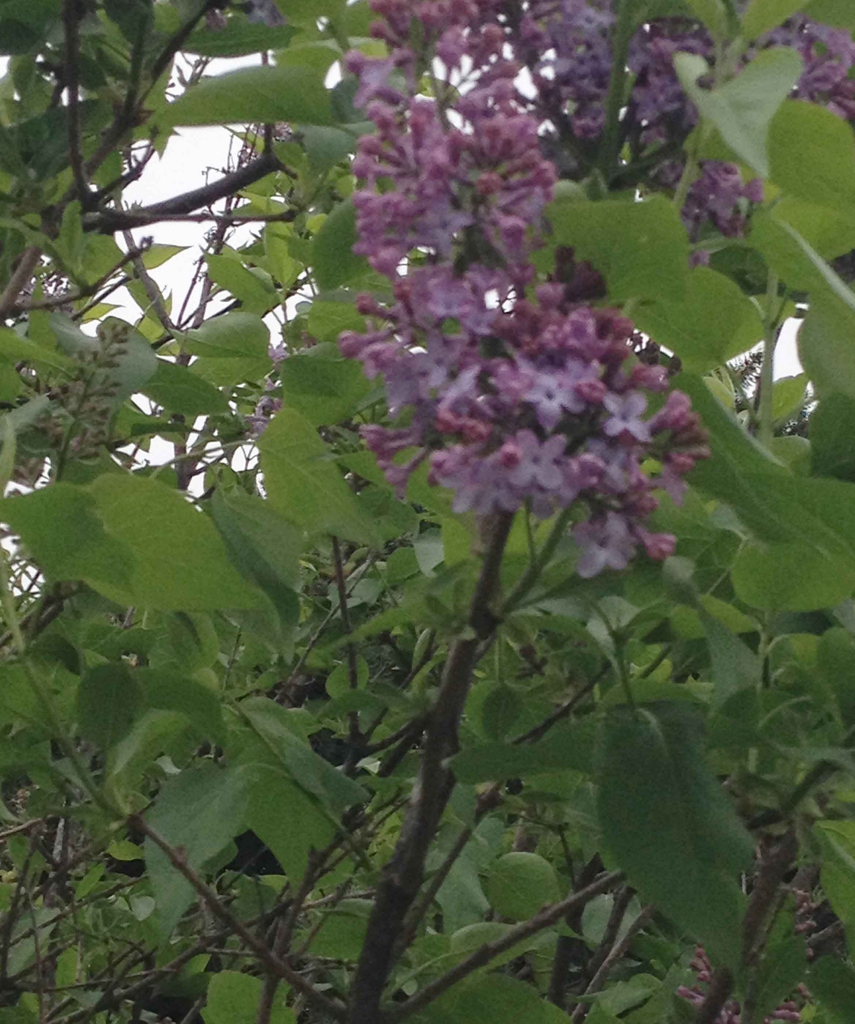 Syringa vulgaris