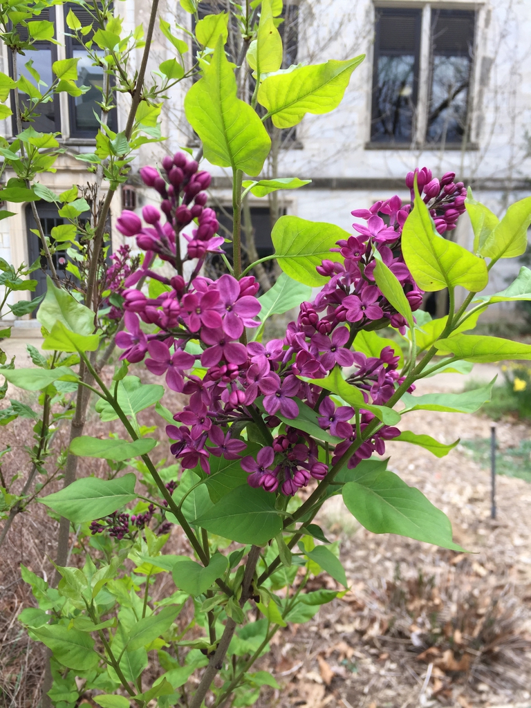 Leaf and flower