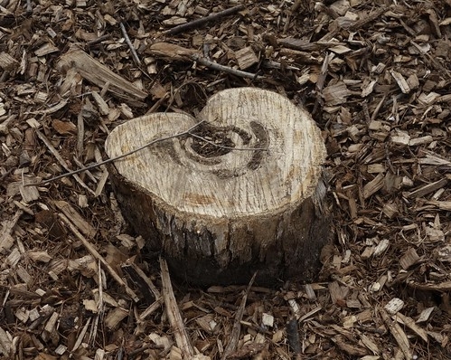 Syringa x hyacinthiflora