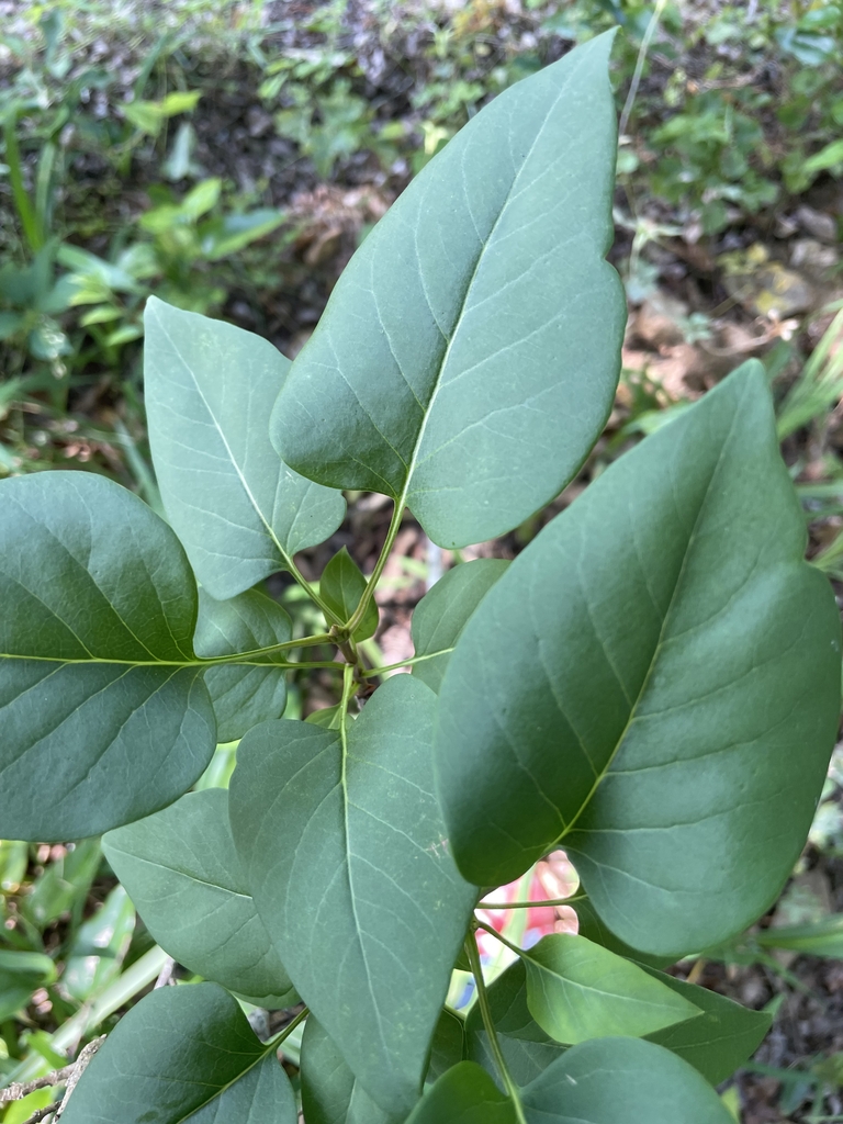 Syringa x hyacinthiflora 'Maiden's Blush'