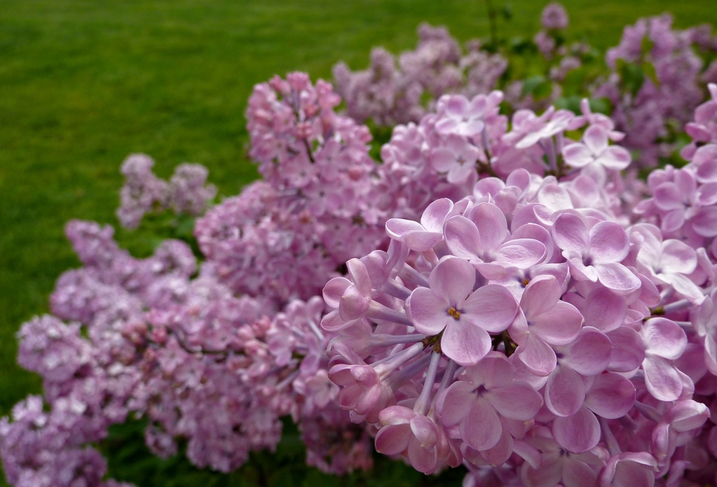 Sryinga x hyacinthiflora 'Esther Staley'
