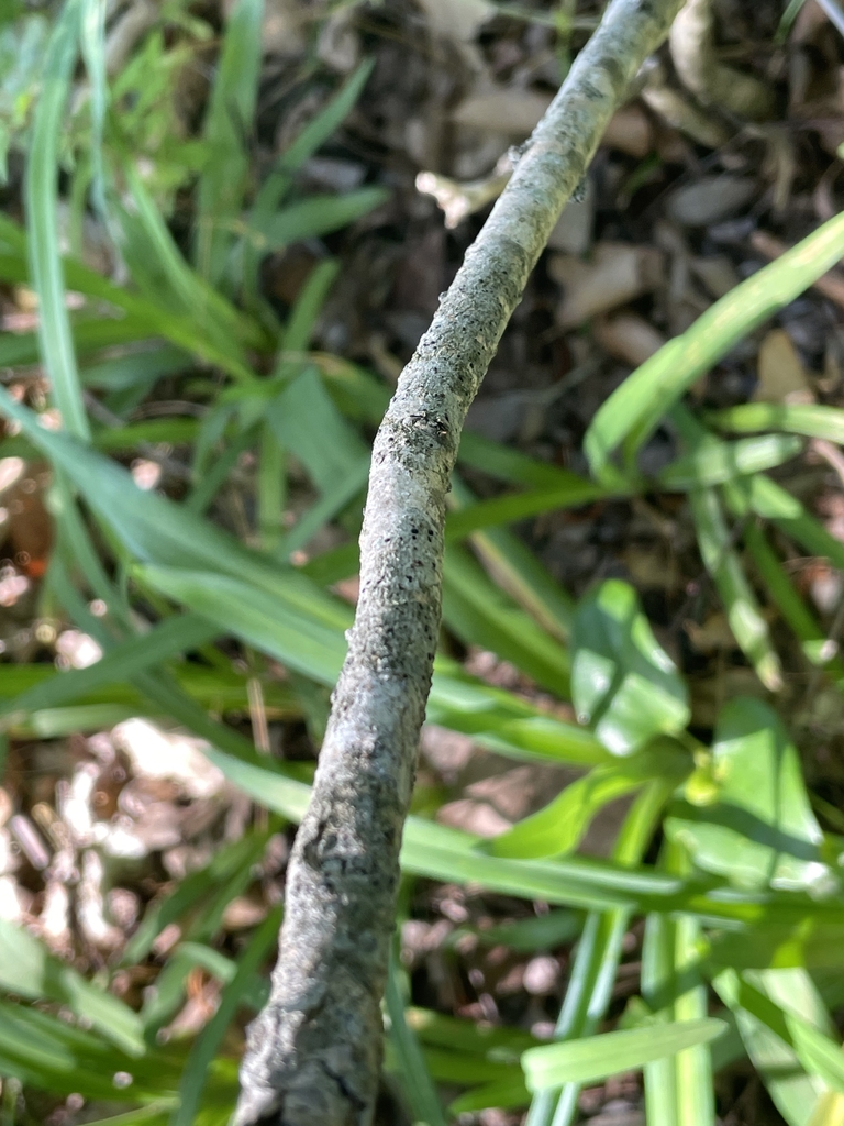 Syringa x hyacinthiflora 'Maiden's Blush'