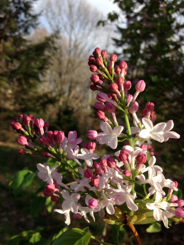 Syringa x hyacinthiflora