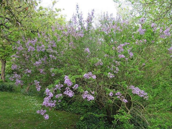 Syringa x persica