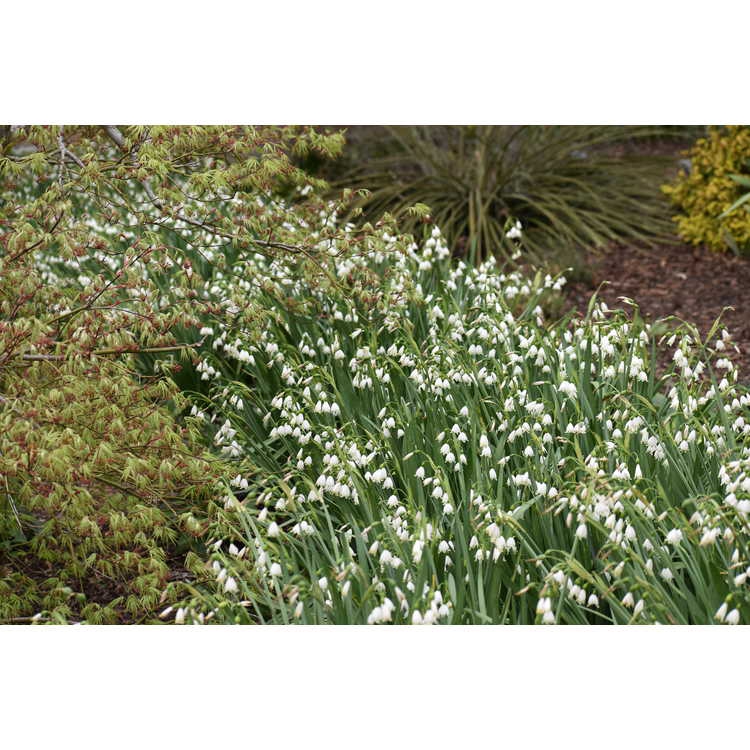 Leucojum aestivum 'Gravetye Giant'
