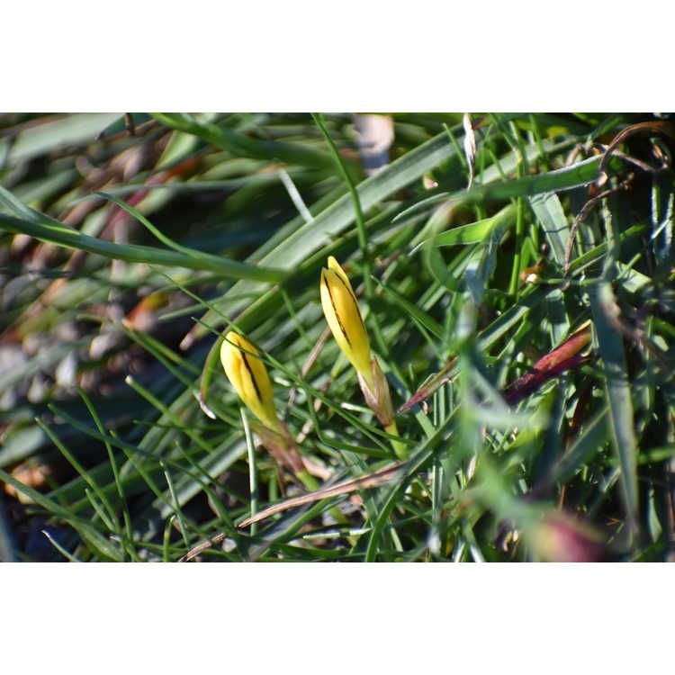 Nothoscordum sellowianum