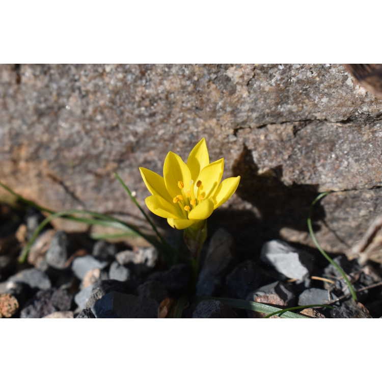 Nothoscordum sellowianum