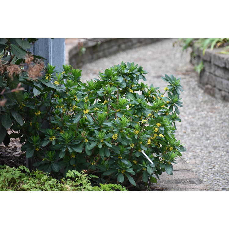 Daphne pseudomezereum