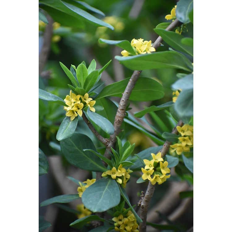 Daphne pseudomezereum