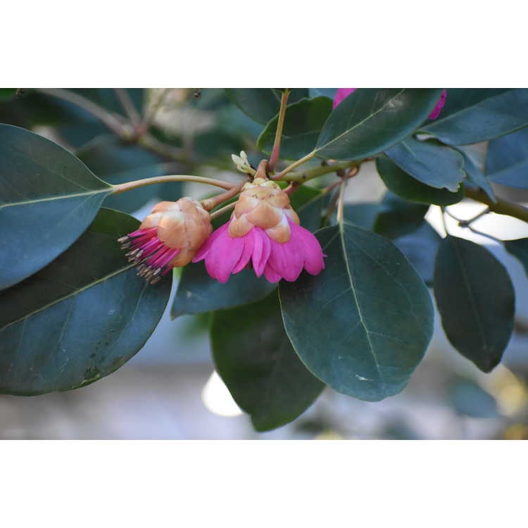 Rhodoleia henryi